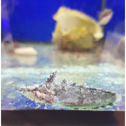 Paraclinus nigripinnis